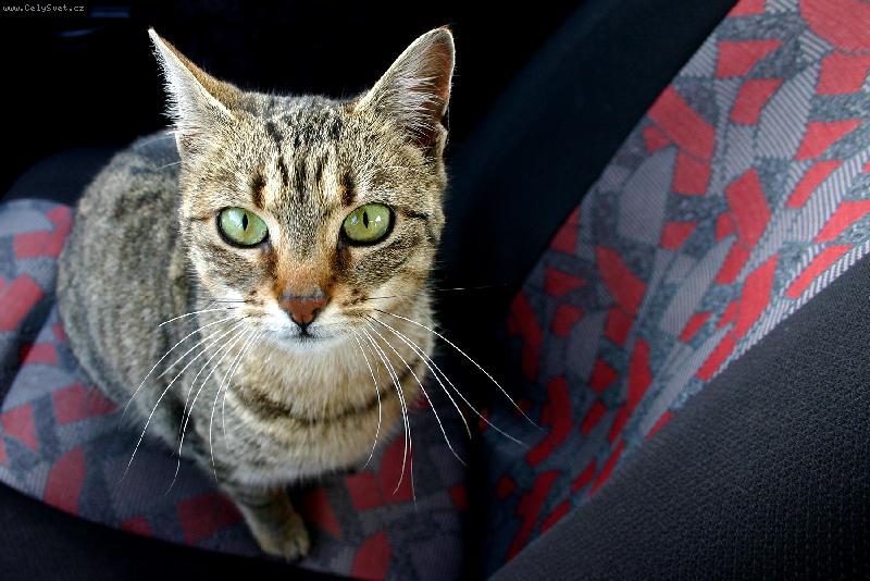 Foto: Spolujezdec v aut�