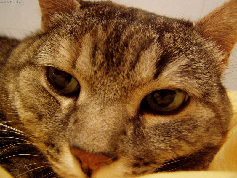 Foto: ko�i�� mil��ek-Jak r�da se v�l� v pe�in�...