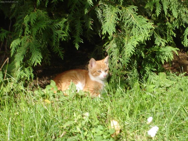 Foto: vyhl�dka-kr�sn� �kryt