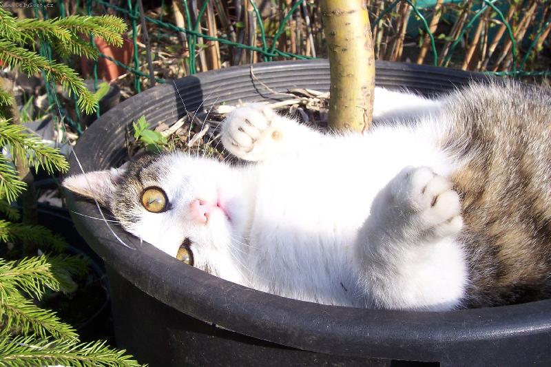 Foto: Nen� nad po��dn� odpo�inek v kv�tin��i:-)-Op�t M��a