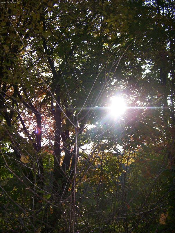 Foto: Slun��ko-mezi stromy