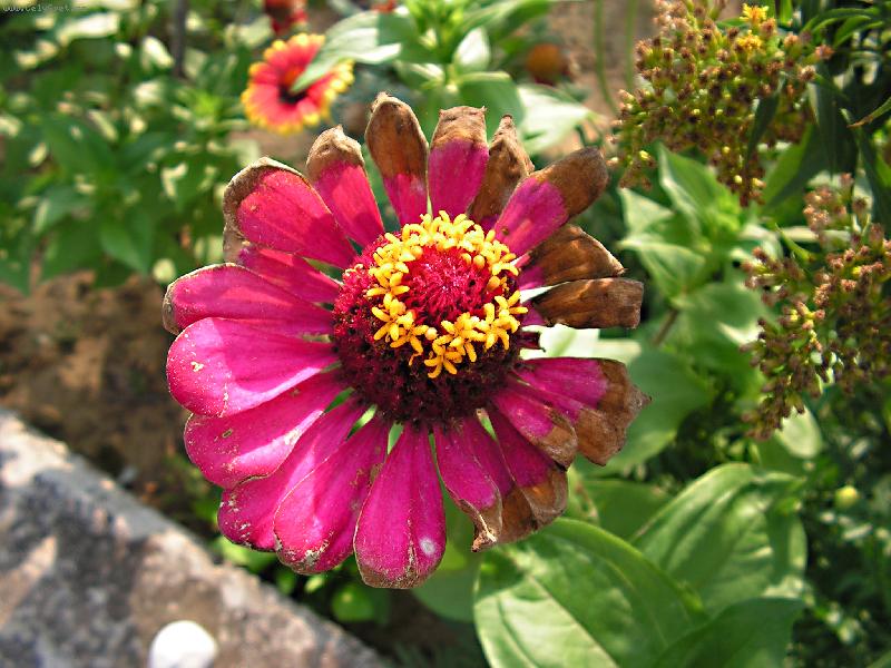 Foto: CYNIE-P�I PROCH�ZCE PO OSTROV� rAB