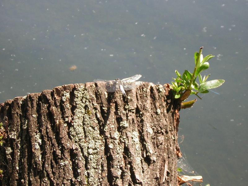 Foto: v�ka-v�ka u kr�sn� �it�ho jezera, na pa�ezu