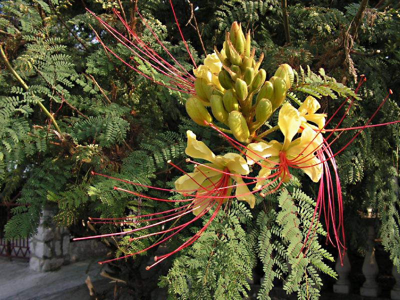 Foto: nezn�m� kv�tina-p�i proch�zce ostrova rab