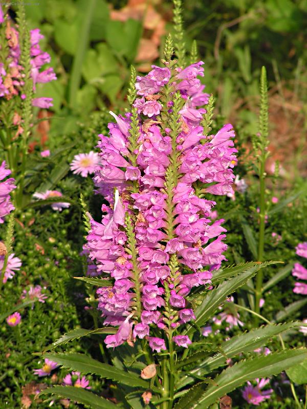 Foto: nezn�m� kv�tina-p�i proch�zce ostrovem rab