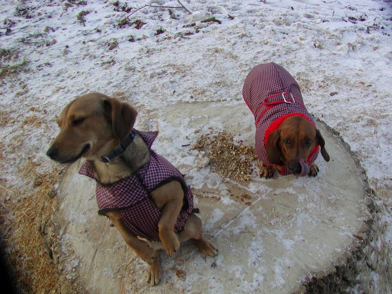 Foto: Zimn� �pac�rek-Sva�inka na pa�ezu