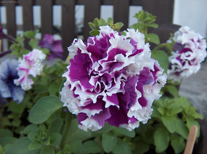 Foto: Kyti�ky-na chalup�