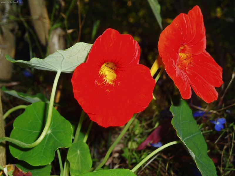 Foto: Licho�e�i�nice