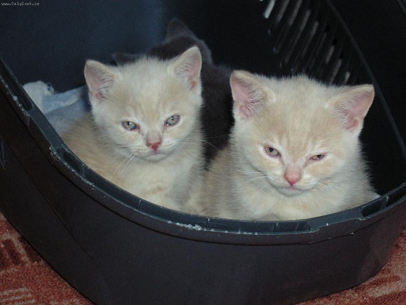 Foto: Jsou k nerozezn�n�-M�j br�cha m� pr�ma br�chu