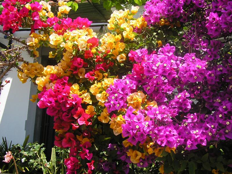 Foto: Bougainvillea-Kr�sa na Madei�e