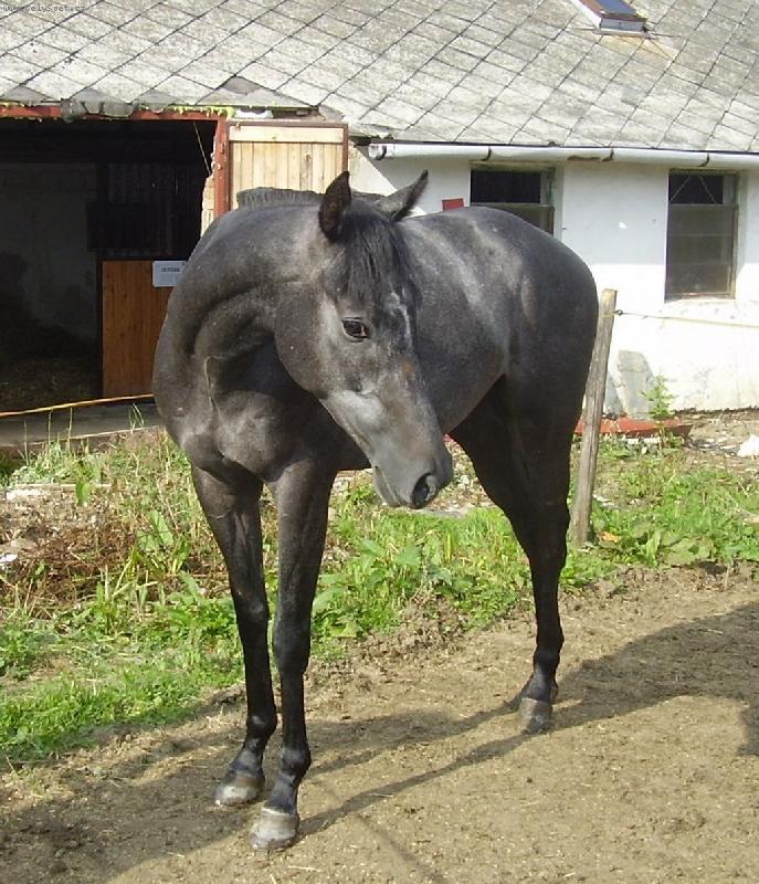 Foto: Poza pro fotografa-Muj kon�k Royamix