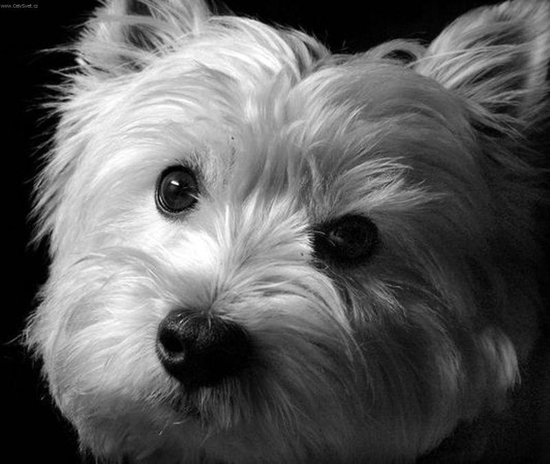 Foto: T�i �ern� knofl�ky