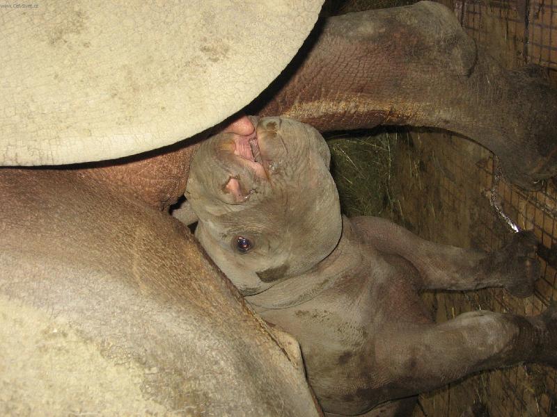 Foto: Nosoro�ec-Kojen� drav� zv��e