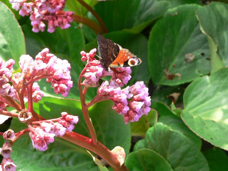 Foto: I babo�ka odpo��v�-Babo�ka na kv�tin�