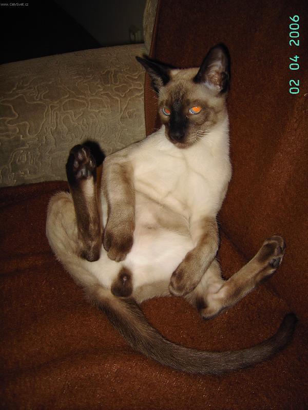 Foto: Siesta