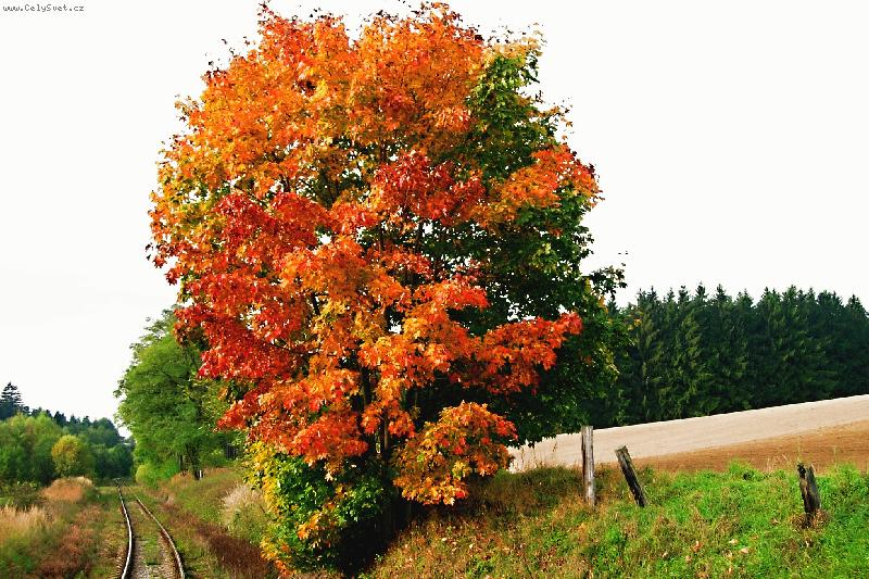 Foto: Podzim-Podzimn� strom focen� z vlaku