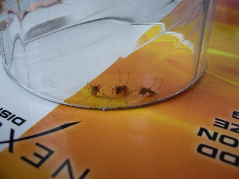 Foto: T�i kamar�di