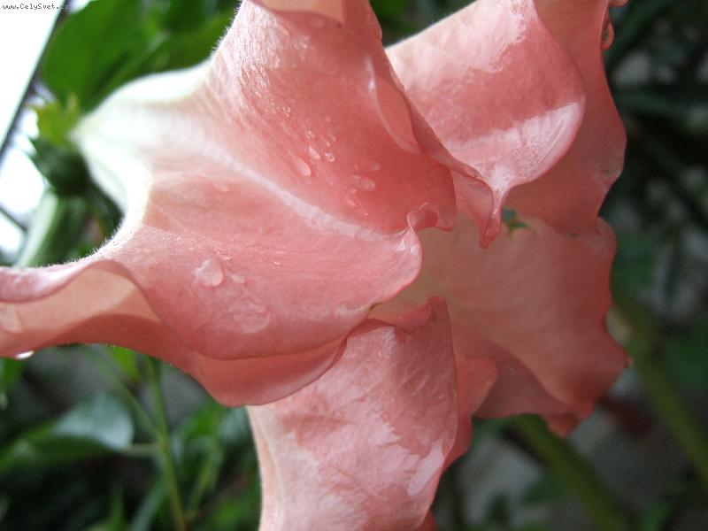 Foto: and�lsk� trumpetka-trumpetka v osv�uj�c�m de�ti...