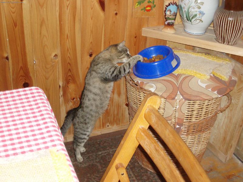 Foto: �i�inka-co takhle zkusit ps� granule ???