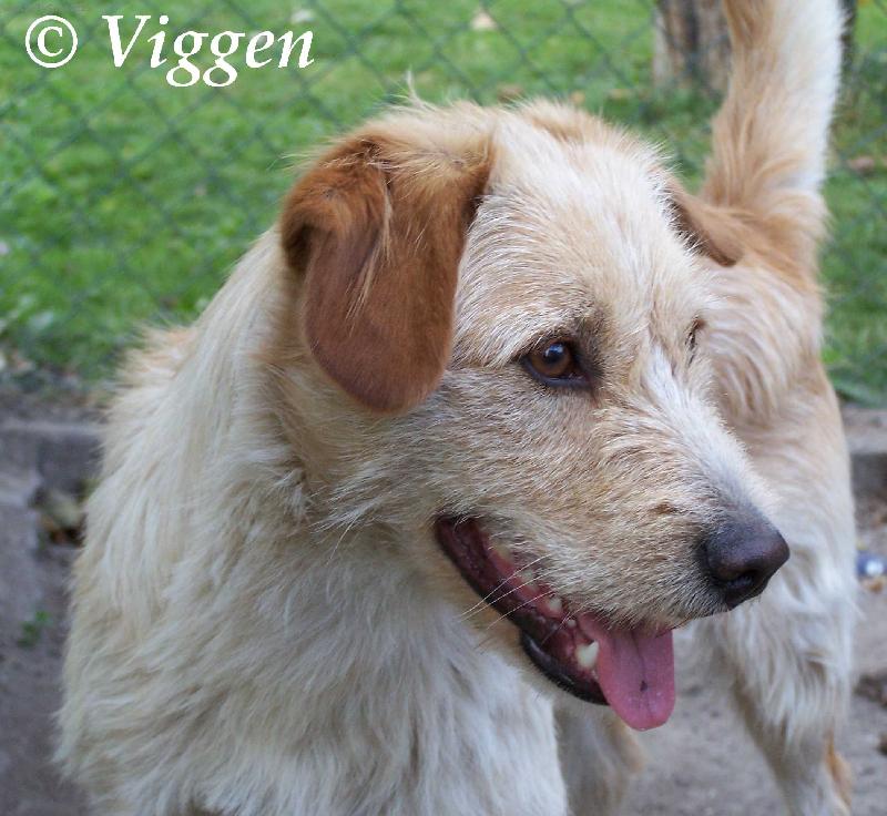 Foto: Ron-k��enec labradora a �pice