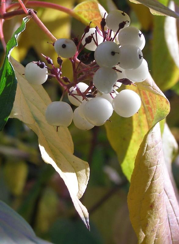 Foto: Podzimn� plody