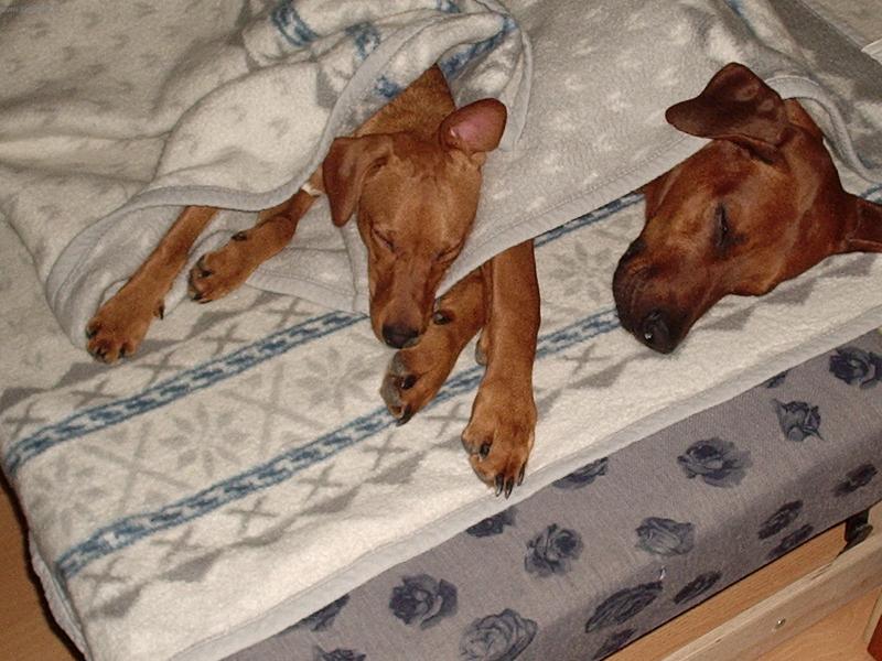 Foto: spanok psou-jack a endy