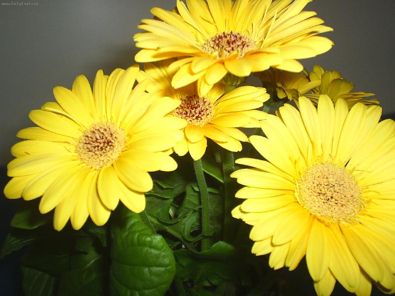 Foto: jako slun��ka...