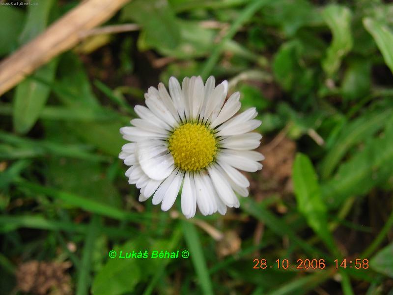 Foto: kapka na kytce