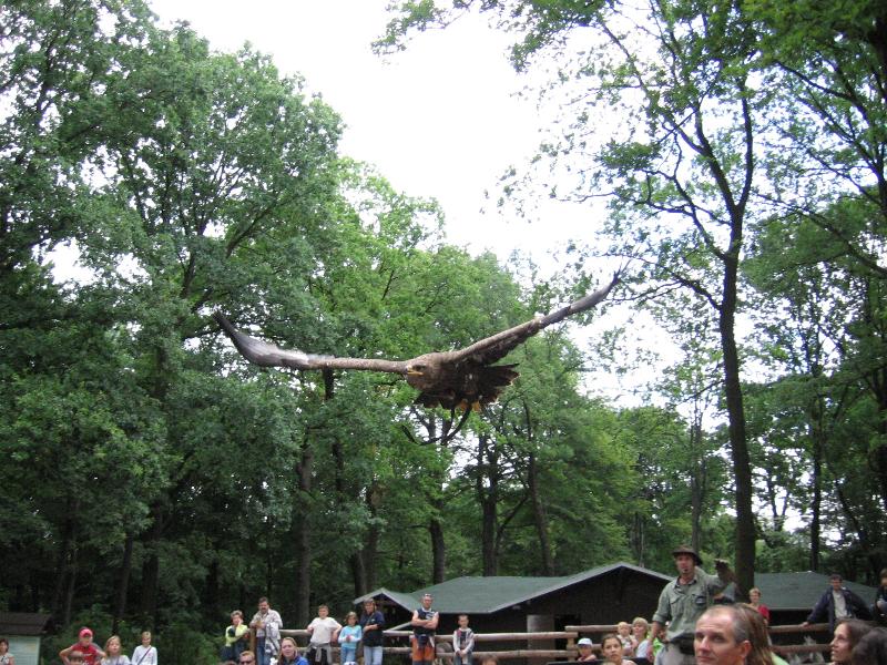 Foto: Orel Skaln�-P�elet nad div�ky