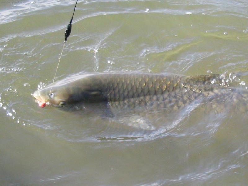 Foto: amur-to je kosek