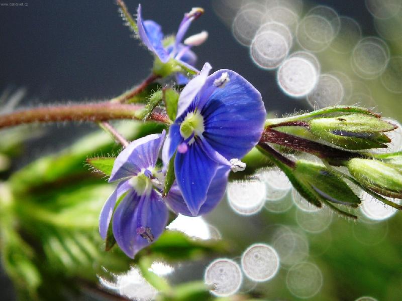 Foto: rozrazil rezekv�tek