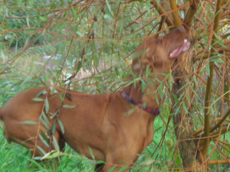 Foto: musim do vrbi�ek