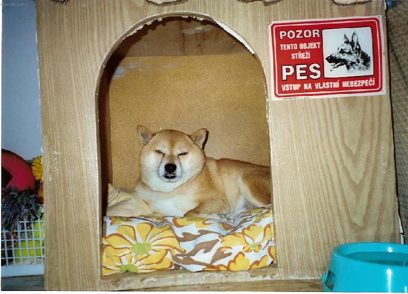 Foto: hl�da� �. 1-objekt st�e�� pes