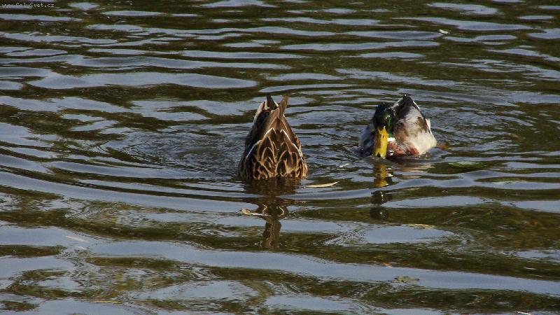 Foto: segro, co tam hled�-to budou asi velbloudi