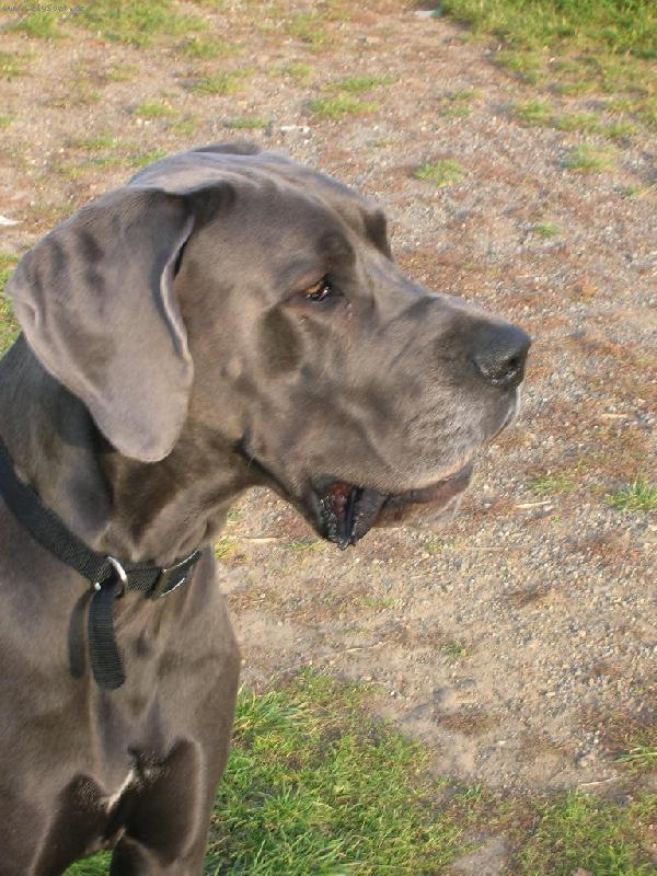 Foto: jsem kr�l.m�m �lechtick� v�raz