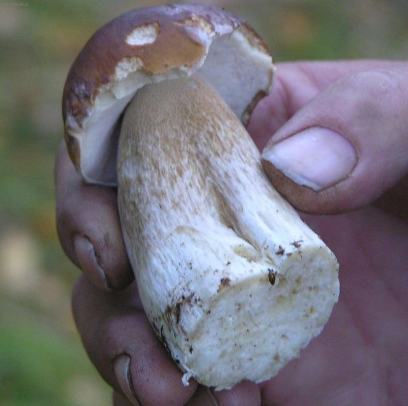 Foto: U� ho m�m!!!