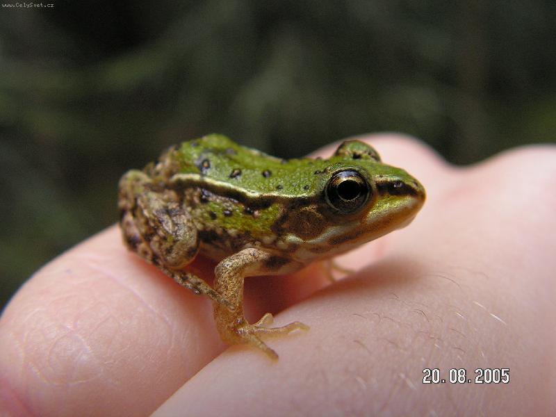 Foto: Skok�nek-mal� skokan kter�ho jsem vyfotila v lese o dovolen� . m� p�kn� o�i �e ?!