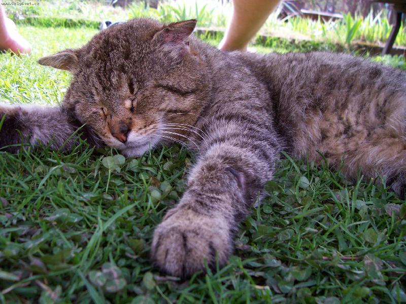 Foto: kocourek buc�