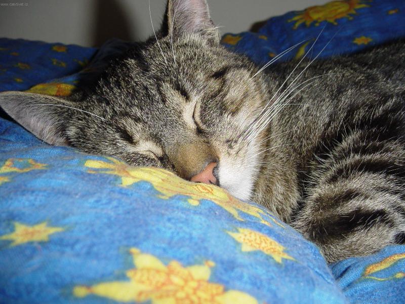 Foto: V pe�ince je nejl�pe-Kocourek Monty