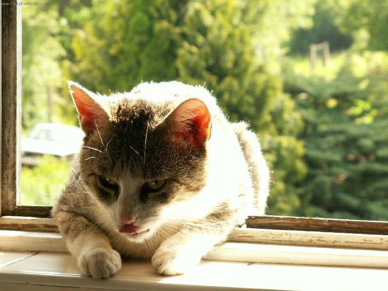 Foto: Vikin-na ��han�