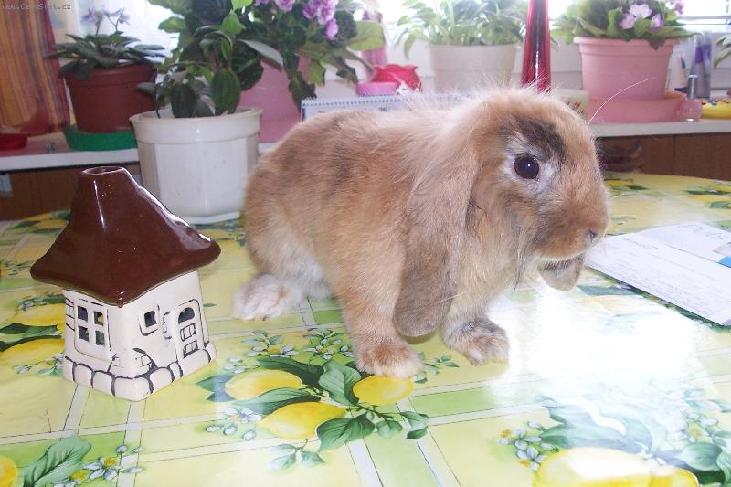 Foto: �mudla-�mudlinka-Hudlinka