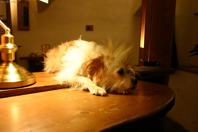 Foto: Ta�a sn� v pr�ci.-L�taj�c� Falko mohl b�t m�m str�cem...