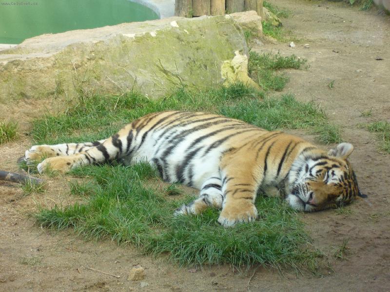 Foto: Tygr-Leh�ro po ob�dku....
