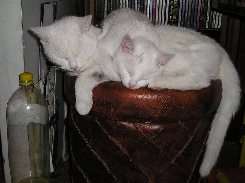 Foto: Kocou�i v objet�-Sn�ek a Mac�k