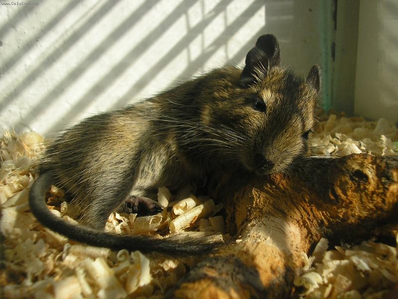 Foto: Osman Degu 2-to je ale pohoda...