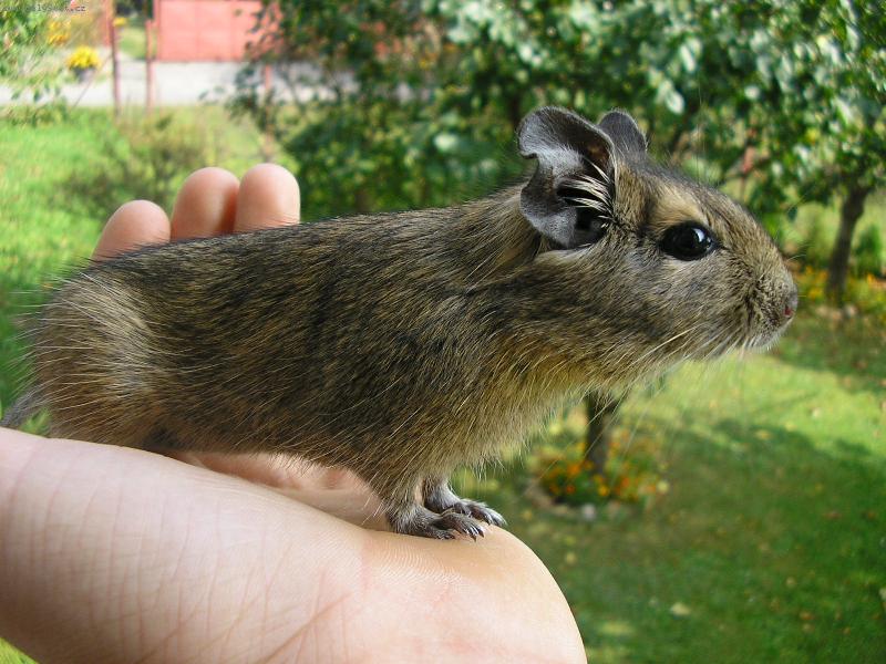 Foto: Osman Degu 3-to je v�hled