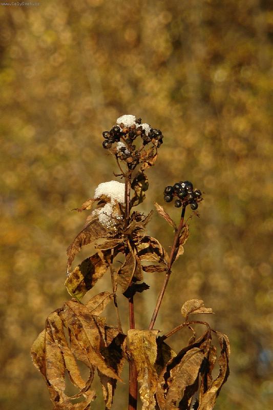 Foto: Prvn� sn�h