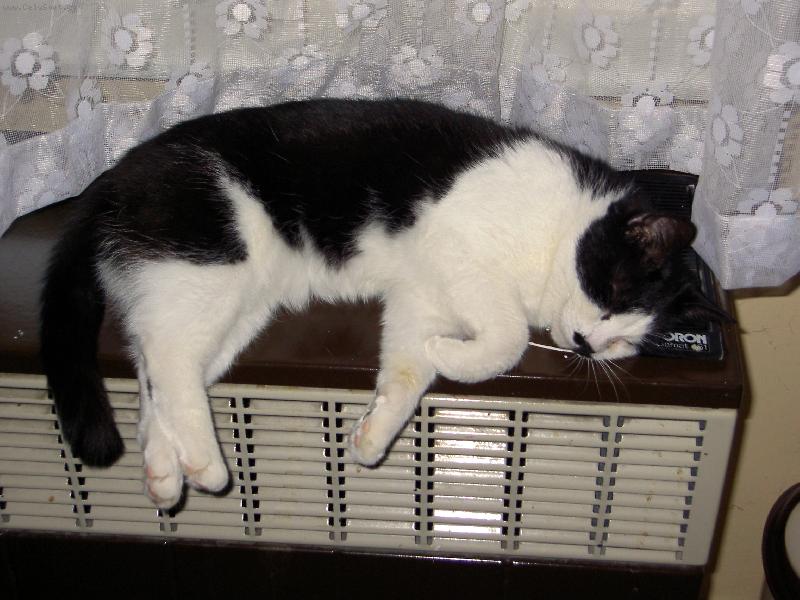 Foto: po��dne se oh�eju a pak se pudu teprve probehnout-na�e ko�ka