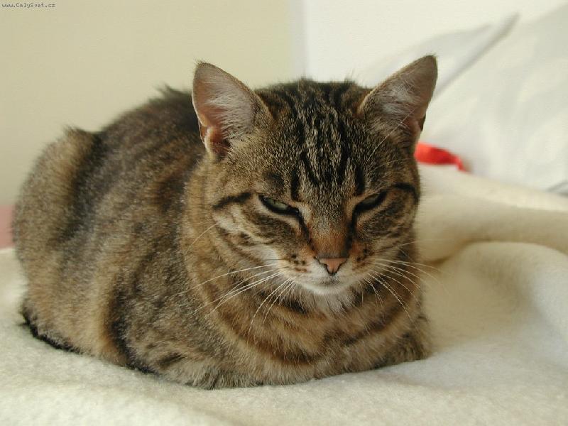 Foto: .....�ekla jsem NEFOTIT !!!!