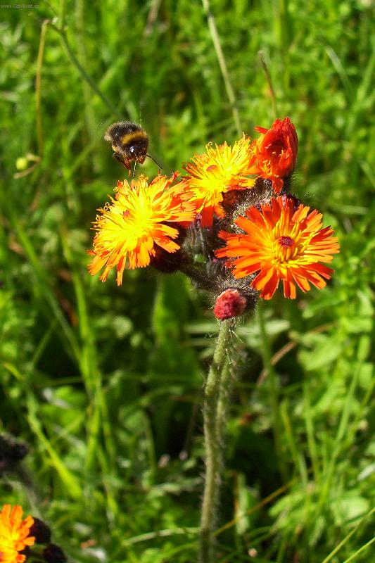 Foto: Jest��bn�k